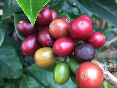 What is Natural Process Coffee?
