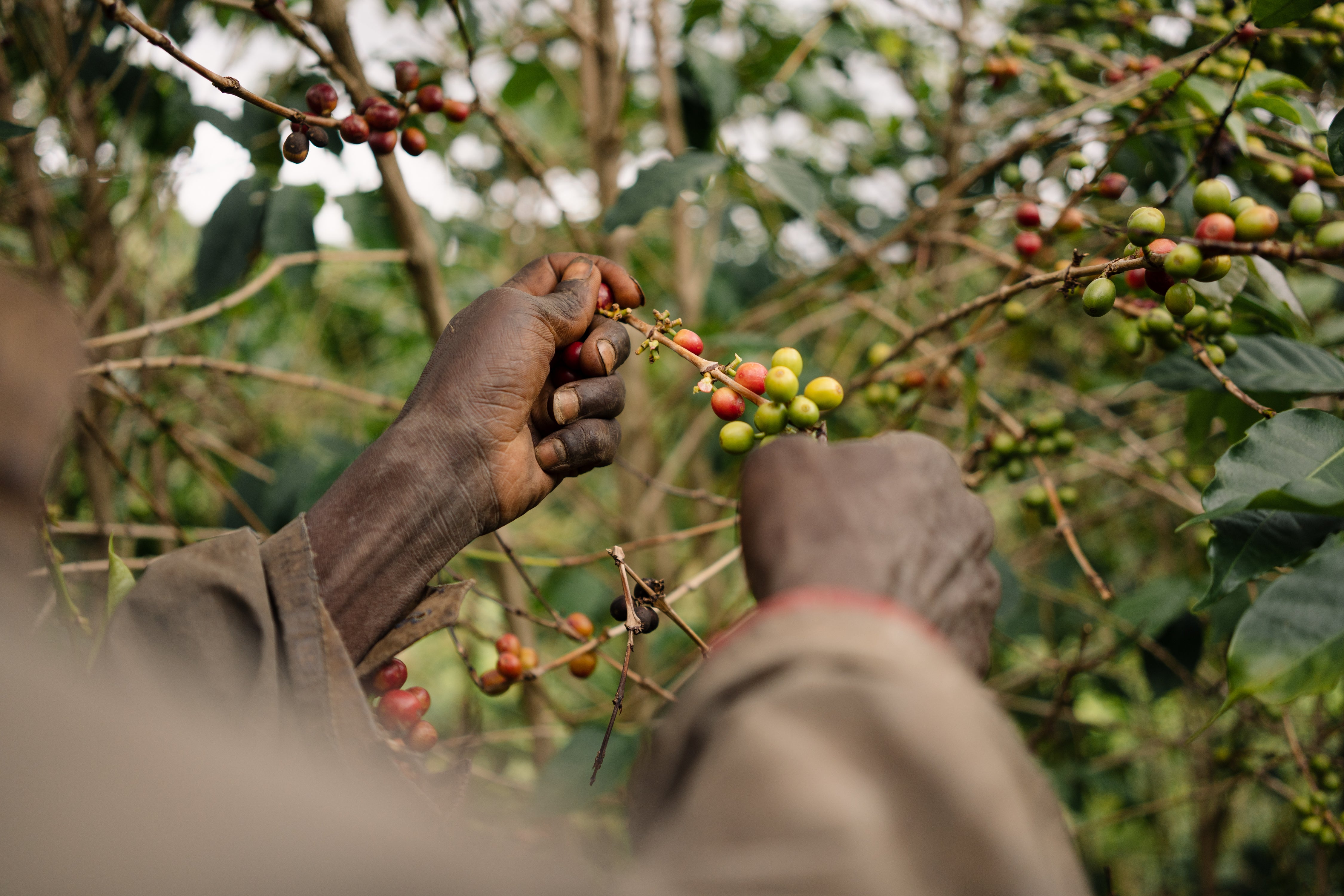 Burundi - Gaharo Hill