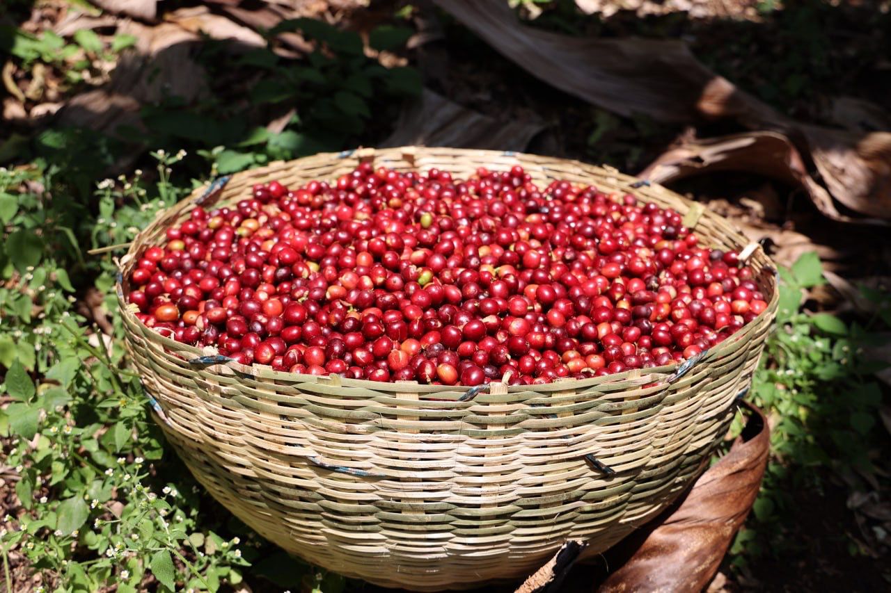 Ethiopia - Natural Wuri