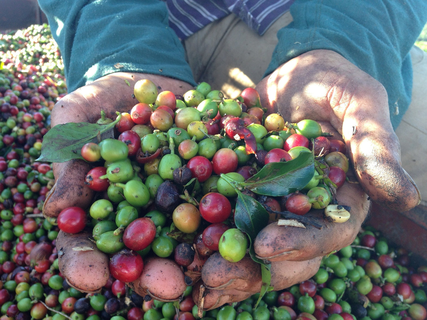 The Dark Future of Coffee
