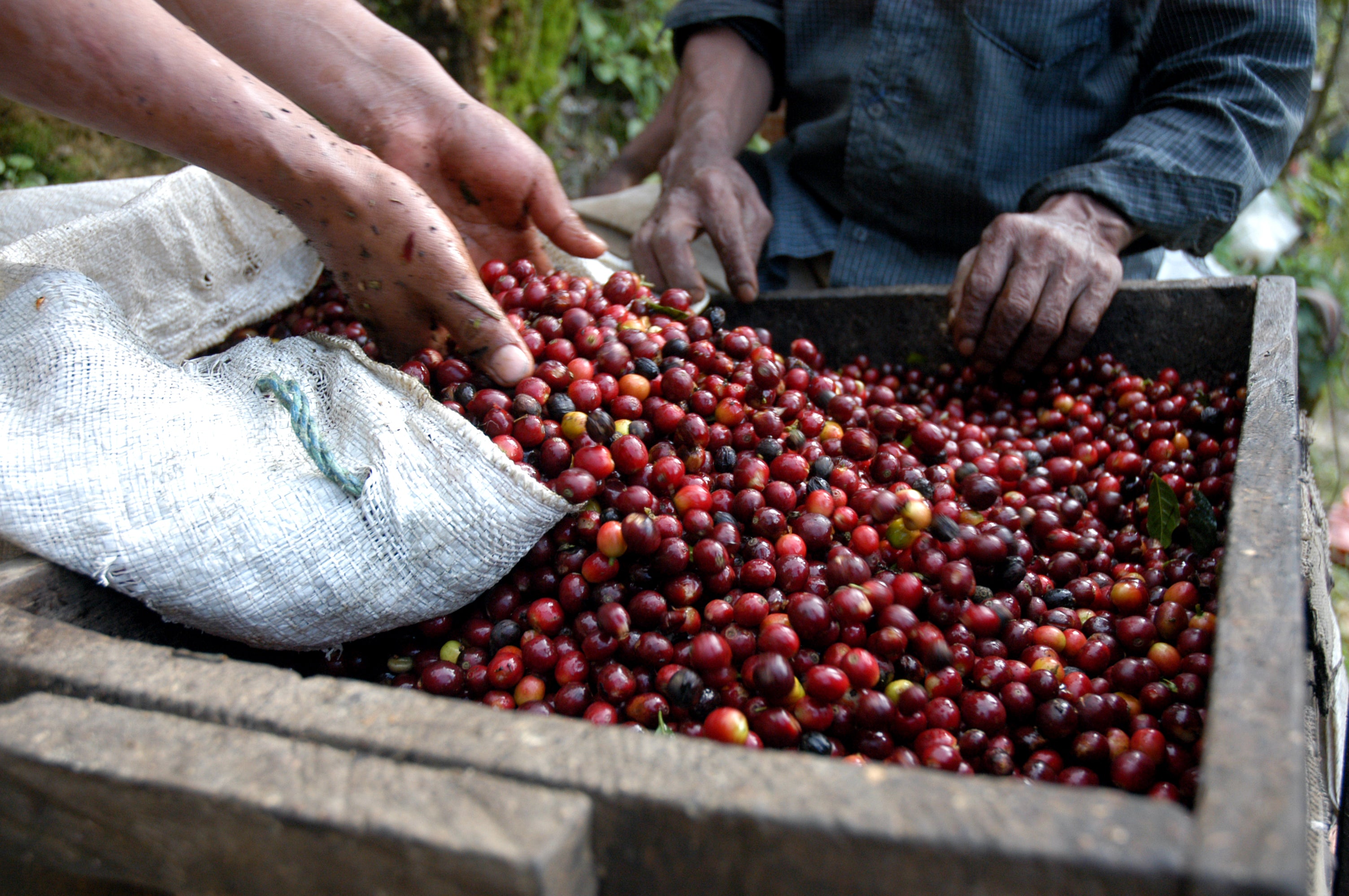 Coffee, Economy, and a Deeper Reciprocity