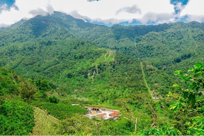 Organic Guatemala - Flor del Cafe