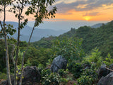 Guatemala - Pacamara