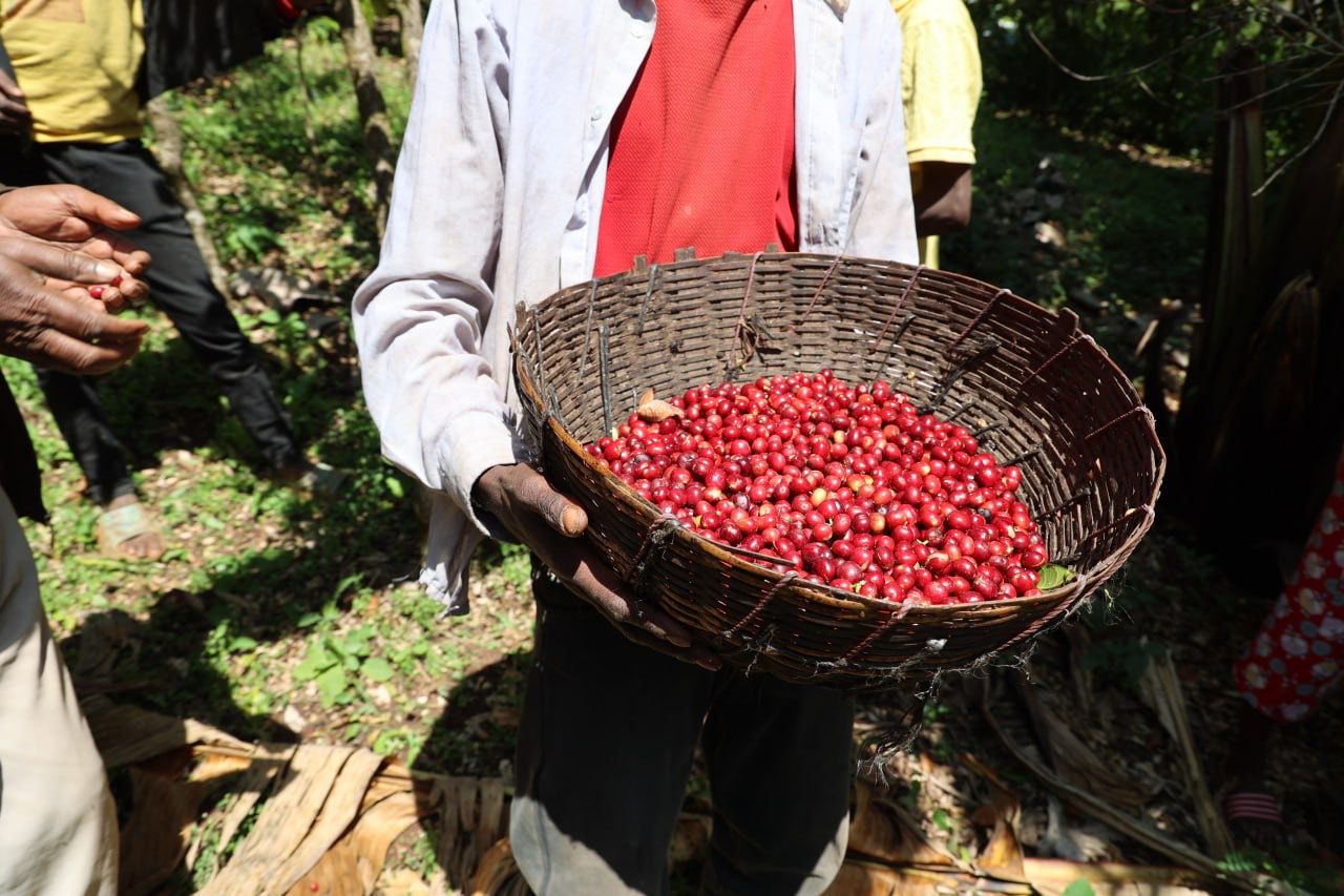 Ethiopia - Banko Gotiti