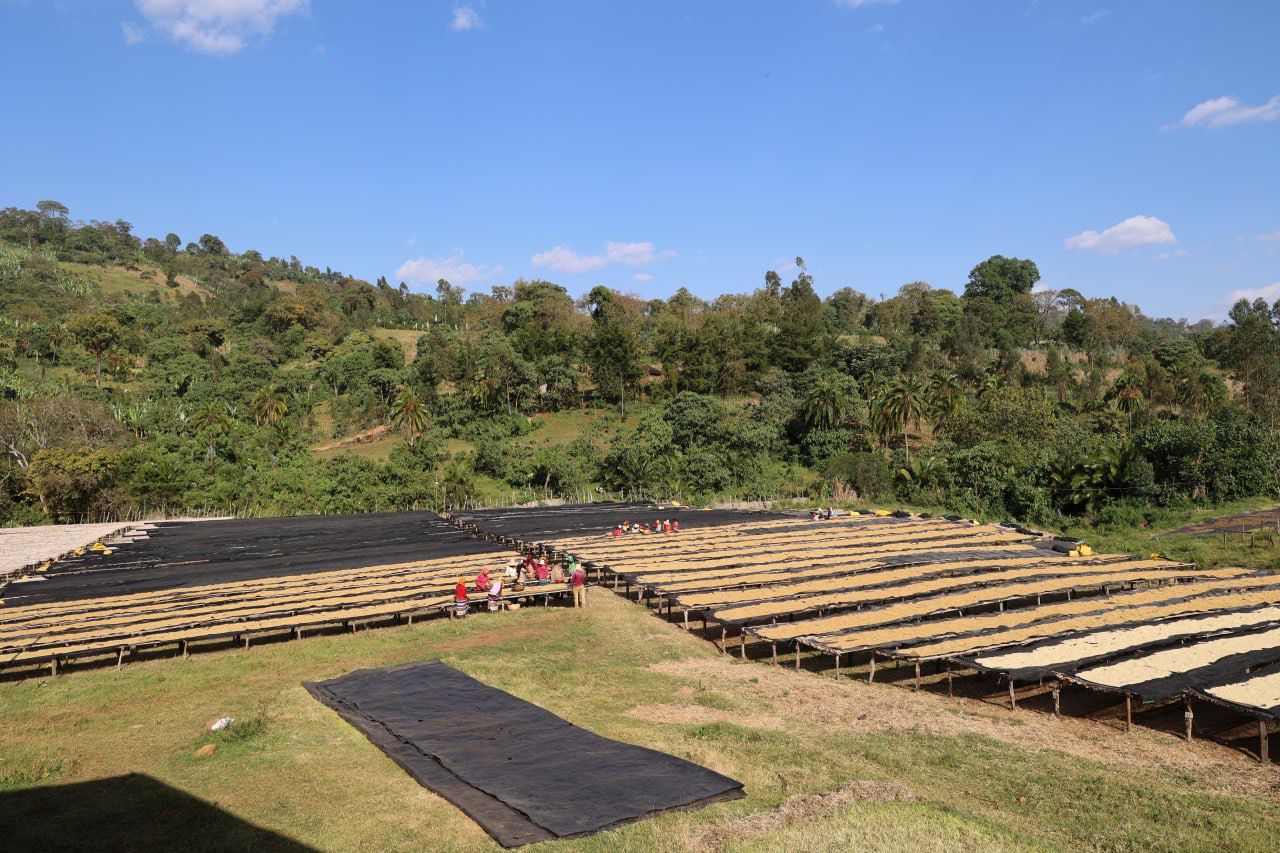 Ethiopia - Banko Gotiti